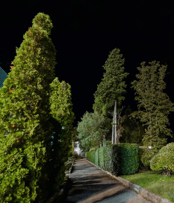 Сосна чёрная австрийская (Pinus nigra ssp. nigricans Host, сем. Сосновые)