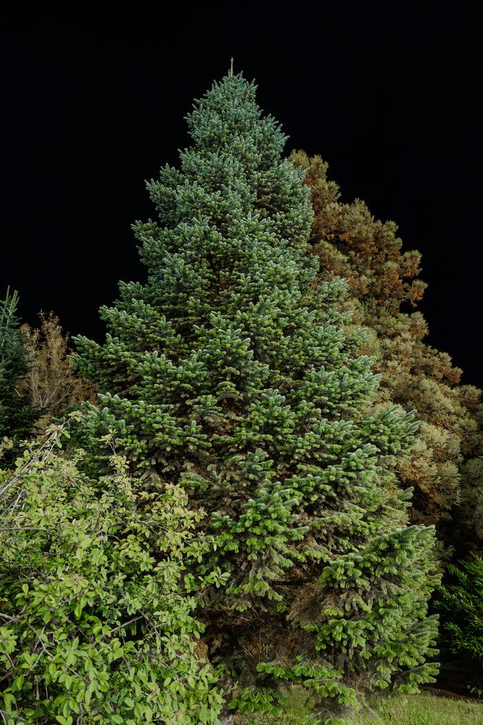 Туя западная «Млынянская» (Thuja occidentalis cv. Malonyana, сем. Туевые)